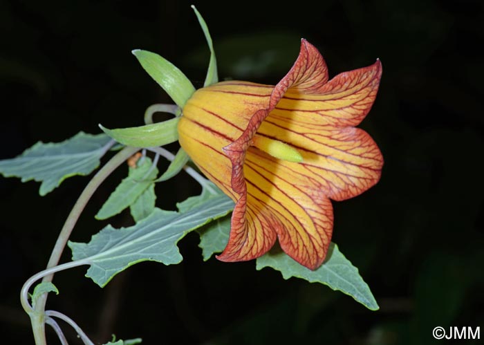 Canarina canariensis = Campanula canariensis